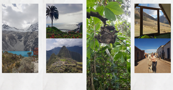 Alpacas, Andes and Lesson Plans – Tina's Teaching Internship in Peru